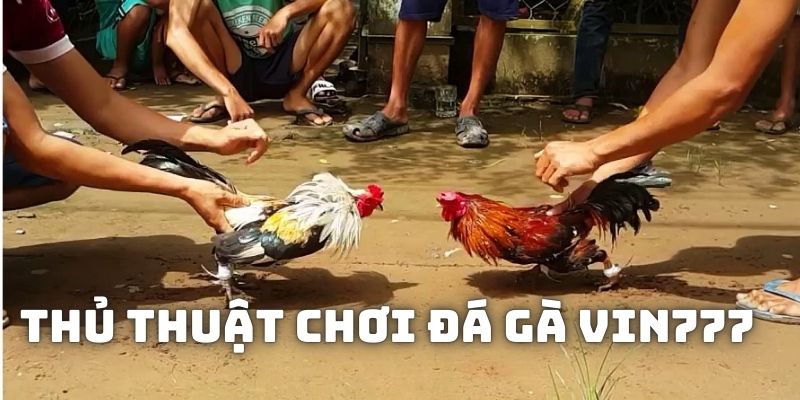 Một vài thủ thuật hay giúp bạn chơi đá gà vin777 không thua lỗ