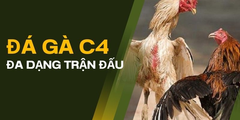 Đa dạng trận đấu, cập nhật liên tục cho thành viên tham gia cá cược đá gà C4