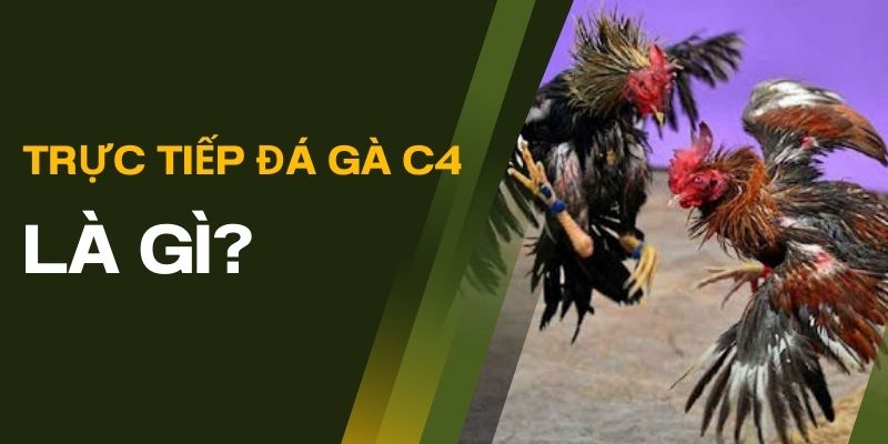 Tìm hiểu thông tin về trực tiếp đá gà C4 là gì?