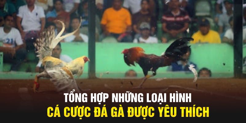 Các hình thức tham gia đá gà Kubet88